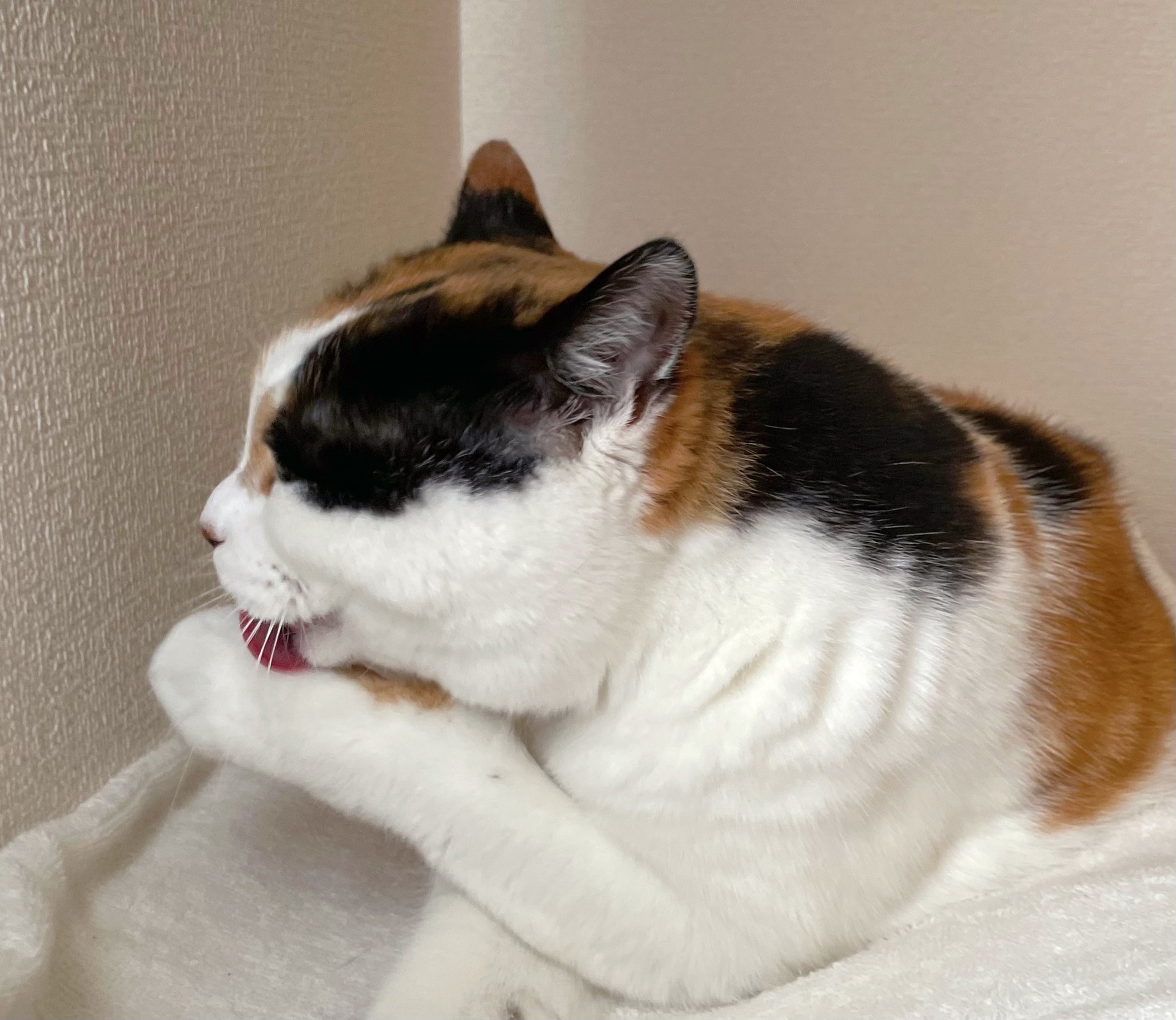 にゃんころもちページ まねっこ にゃんころもち | 書籍 | PHP研究所
