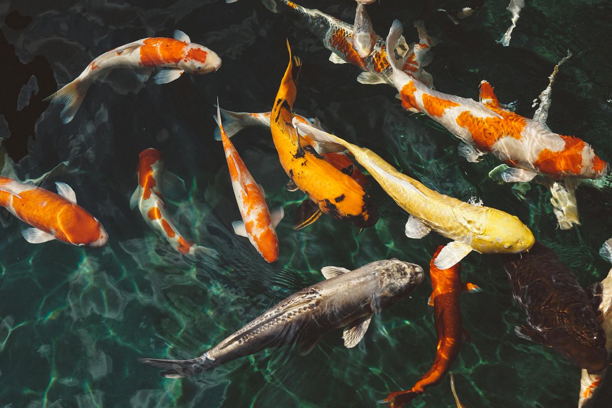 ensamima72607's tweet image. Just added a new koi to my pond! Its vibrant red scales glow under the sunlight. Watching these beauties swim is pure zen.��✨#KoiKeeping #AquariumLife #FishHobby