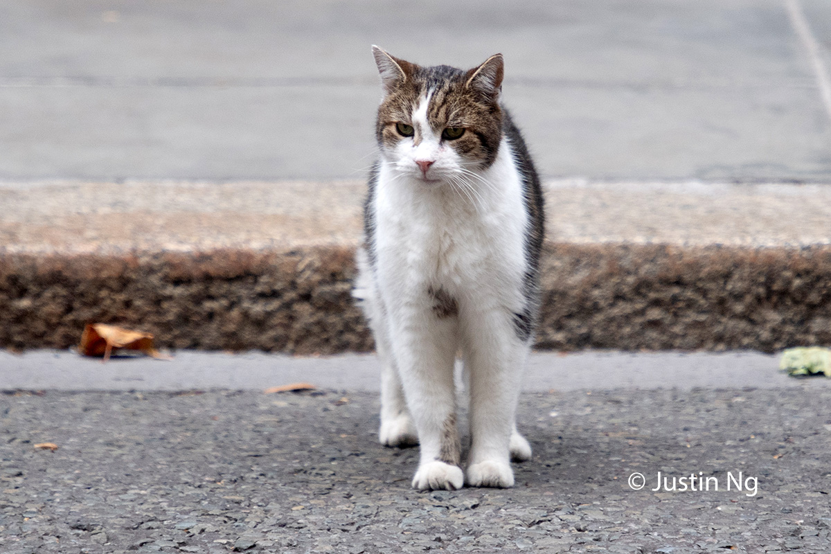 The Boss claims another photobomb victim in my very own <a href="/AlboMP/">Anthony Albanese</a>. All in a day's work for him.