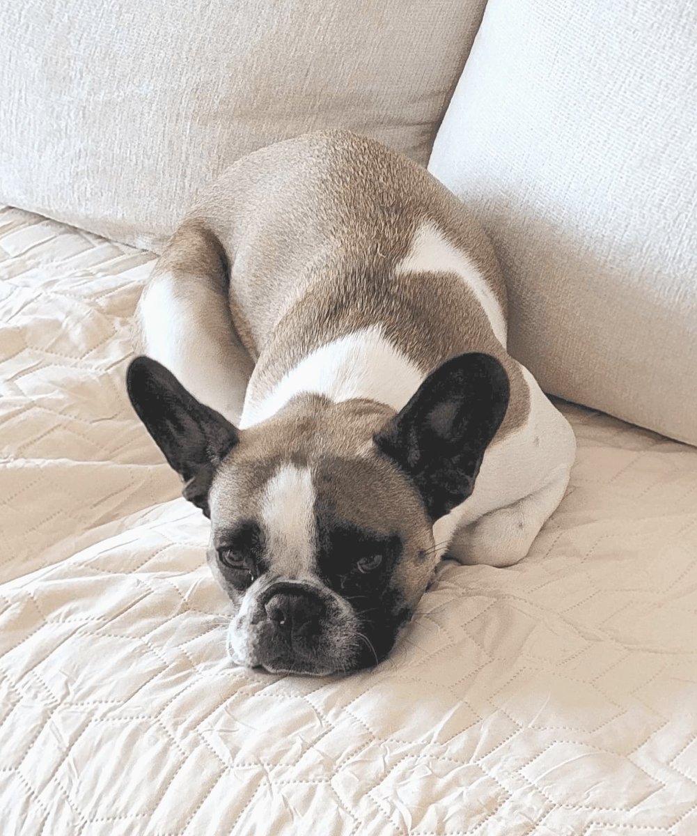 BarkBustersGA's tweet image. My name is Ziggy and Cody from Bark Busters came to help me become the best little French Bulldog I can be! We practiced working on my jumping, greeting at the front door, and even some potty training. Can’t wait for more fun sessions ahead! 🐶💖 #barkbustersatl