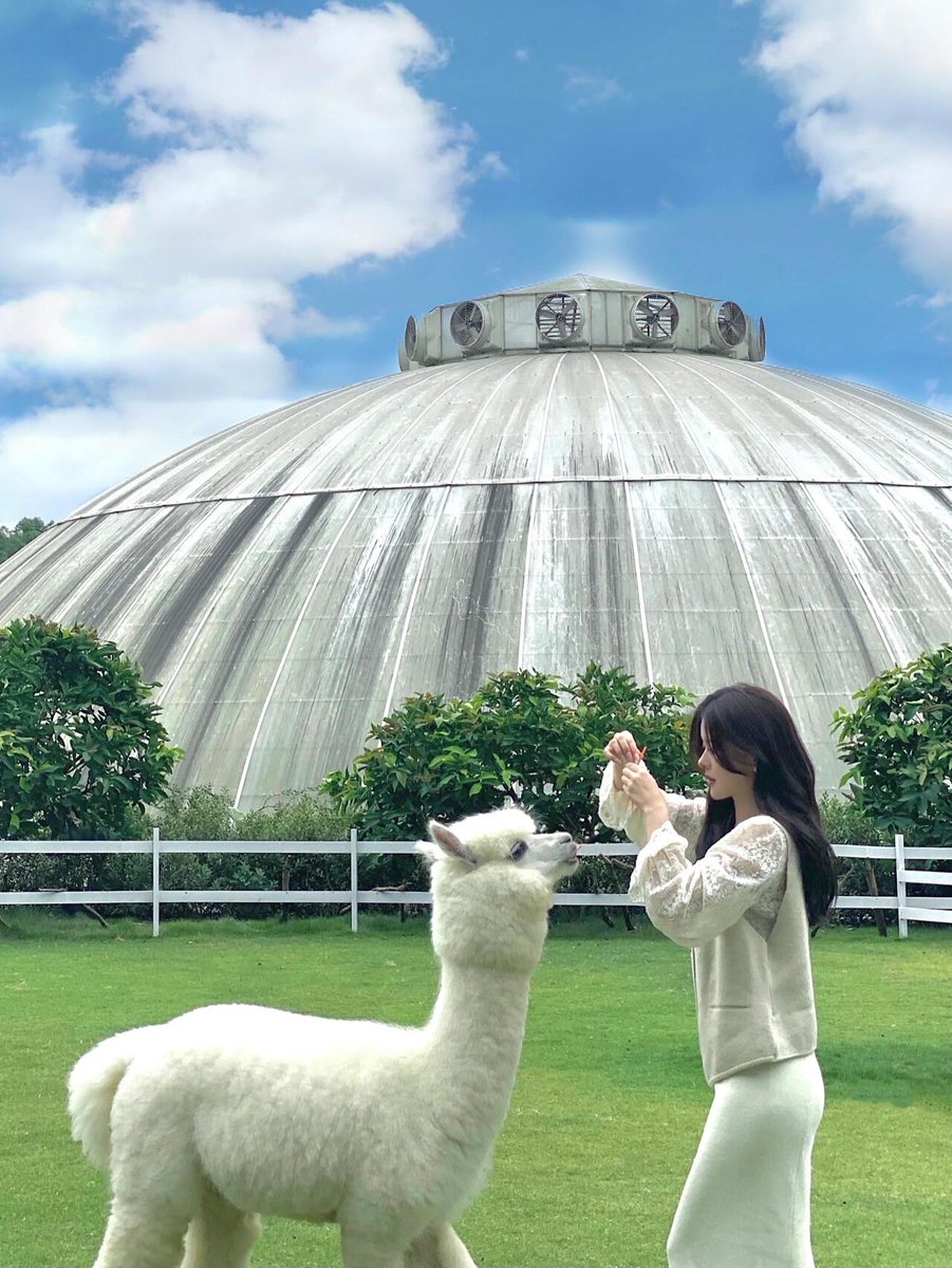 xocsj76264251's tweet image. 癒し系アルパカ🦙