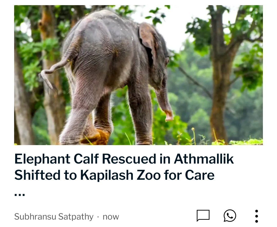 Subhransu Satpathy (@talktosubhransu) on Twitter photo Elephant Calf Rescued in Athmallik Shifted to Kapilash Zoo for Care
dhunt.in/11Z8om
<a href="/PCCFWL_Odisha/">PCCF WL & CWLW, Odisha</a> <a href="/DfoDhenkanal/">DFO DHENKANAL</a> <a href="/DFO_ATHMALLIK/">DFO ATHMALLIK</a> #Dhenkanal #elephants #Odisha Elephant Calf Rescued in Athmallik Shifted to Kapilash Zoo for Care
dhunt.in/11Z8om
<a href="/PCCFWL_Odisha/">PCCF WL & CWLW, Odisha</a> <a href="/DfoDhenkanal/">DFO DHENKANAL</a> <a href="/DFO_ATHMALLIK/">DFO ATHMALLIK</a> #Dhenkanal #elephants #Odisha