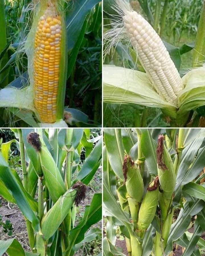 Nicaragua celebra este jueves 26 de septiembre, El Día Nacional del Maíz, una iniciativa desarrollada por el Gobierno de Reconciliación y Unidad Nacional, a través de las instituciones de la Comisión Nacional de Economía Creativa.
#4619SiempreMásAllá.