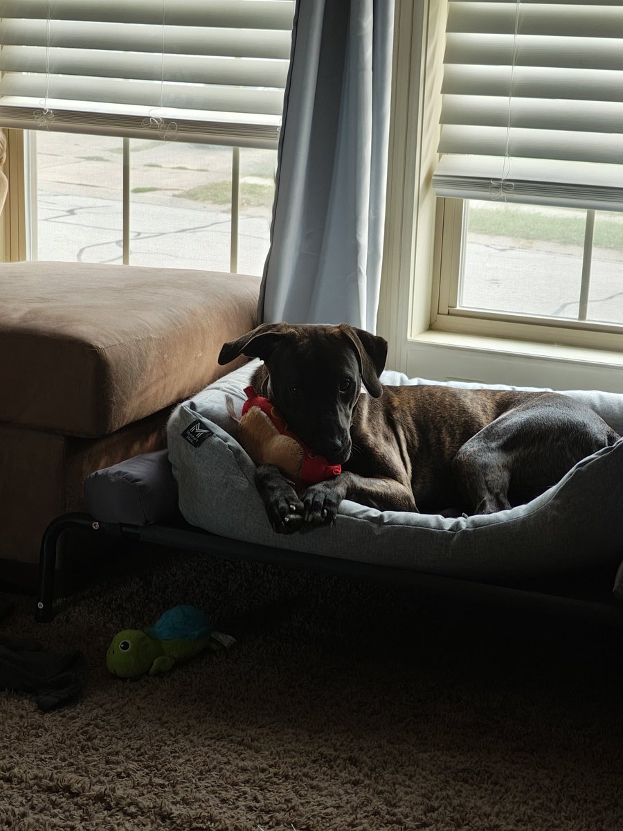 Ozzy, my newly adopted (SPCA) brindle lab. 1 yr old still has that puppy in him. He's a handsome boy
