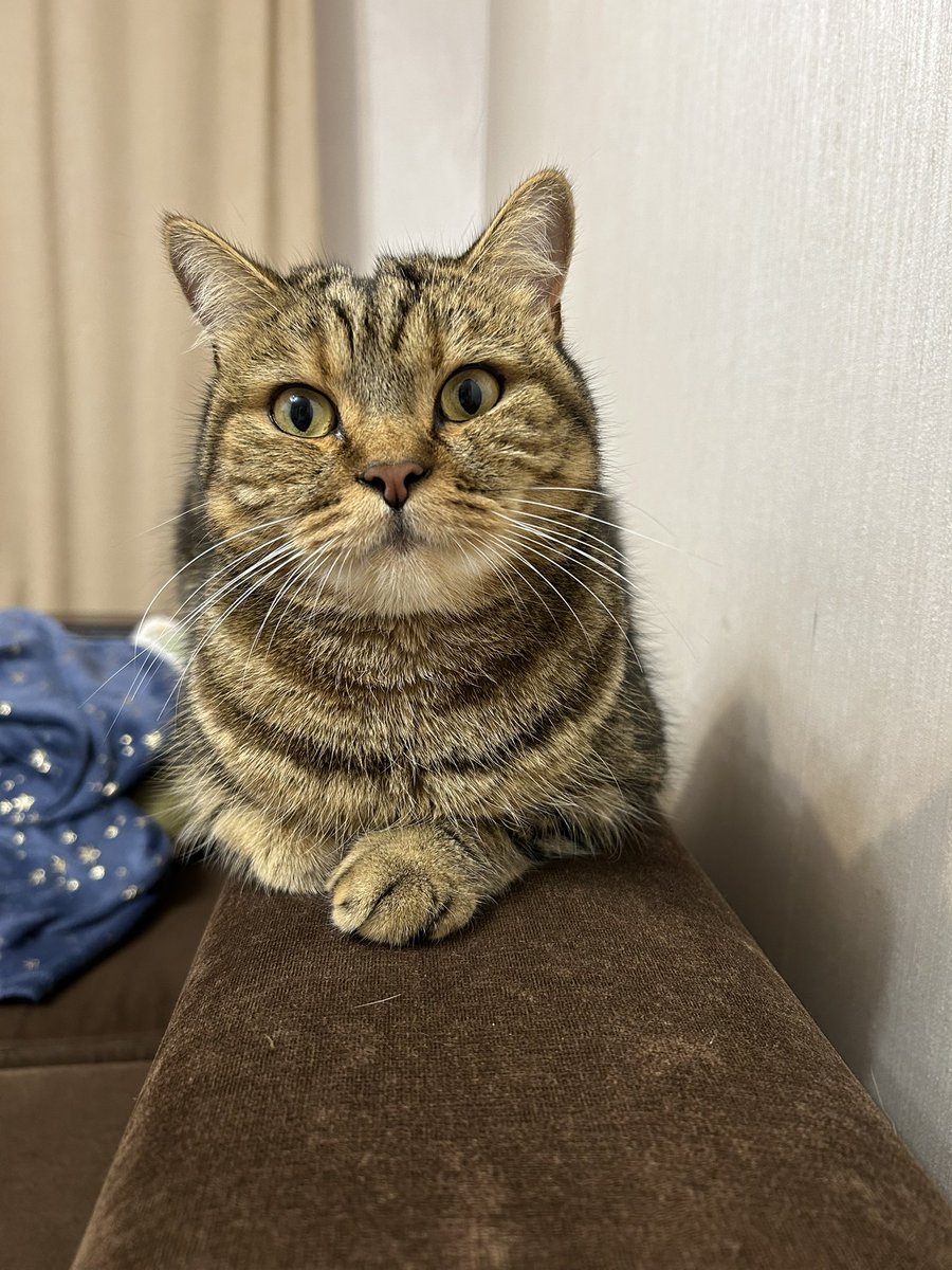 BLYAH.Canary tweet media