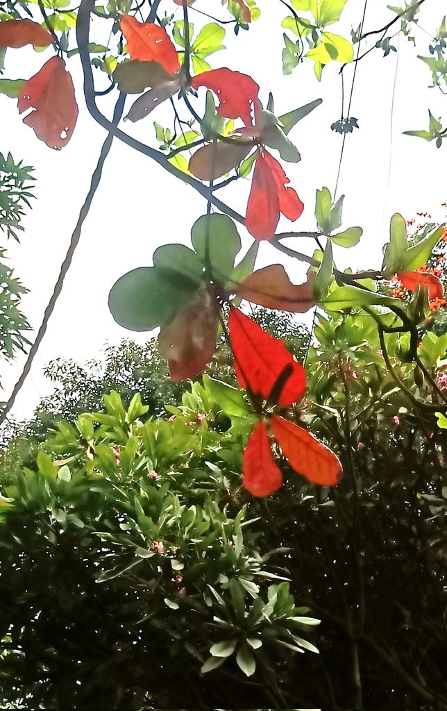 Bingo_mk's tweet image. #Nature #TreeFriends
#Theme_pic_India_Leaves