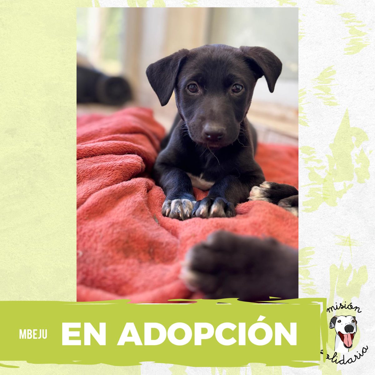 Mbeju tiene 45 dias, su mamá es una galga y su papá quien sabe pero estimamos va a ser de tamaño mediano. Viaja desparasitada directo a tu casa para llenarte de besitos de cachorra.
Queres adoptarla? tocá acá para que te contactemos!
Zonas CABA y GBA
forms.gle/dQ8APaC8FpHUc3…
RT