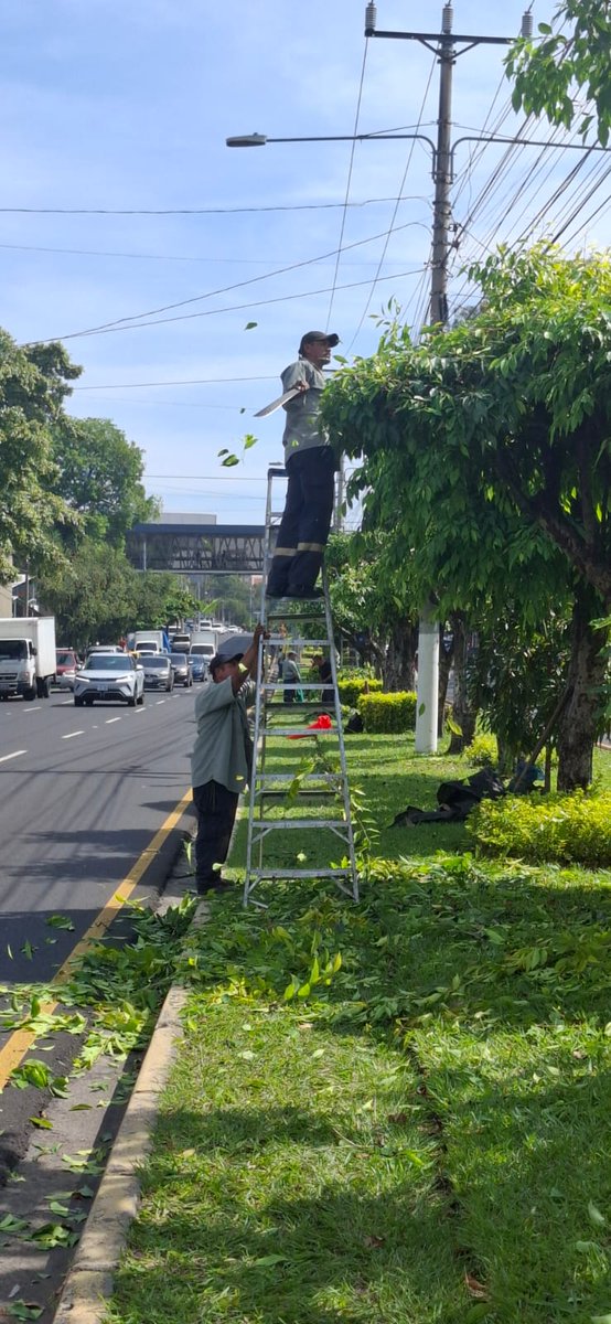 RedVerdeSv's tweet image. 🌳La Unidad de Parques, Plazas y Zonas Verdes continúa trabajando en el mantenimiento de jardineras en el bulevar Los Héroes, promoviendo un espacio verde más atractivo y sostenible para todos.💚 
#RedVerde