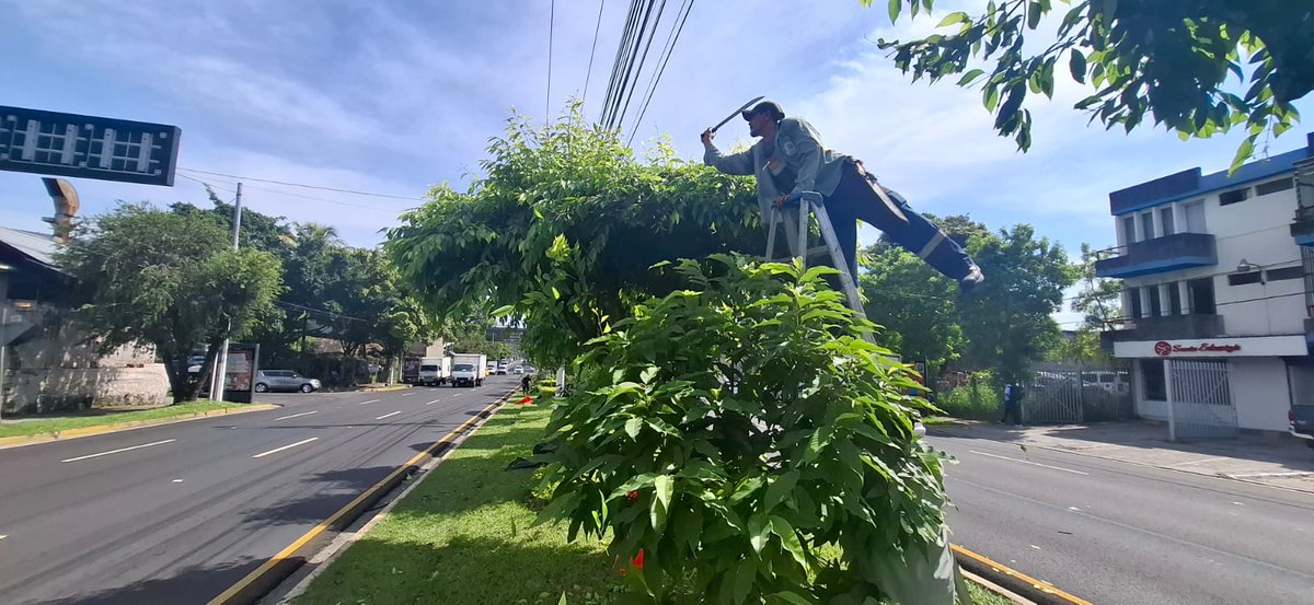 RedVerdeSv's tweet image. 🌳La Unidad de Parques, Plazas y Zonas Verdes continúa trabajando en el mantenimiento de jardineras en el bulevar Los Héroes, promoviendo un espacio verde más atractivo y sostenible para todos.💚 
#RedVerde