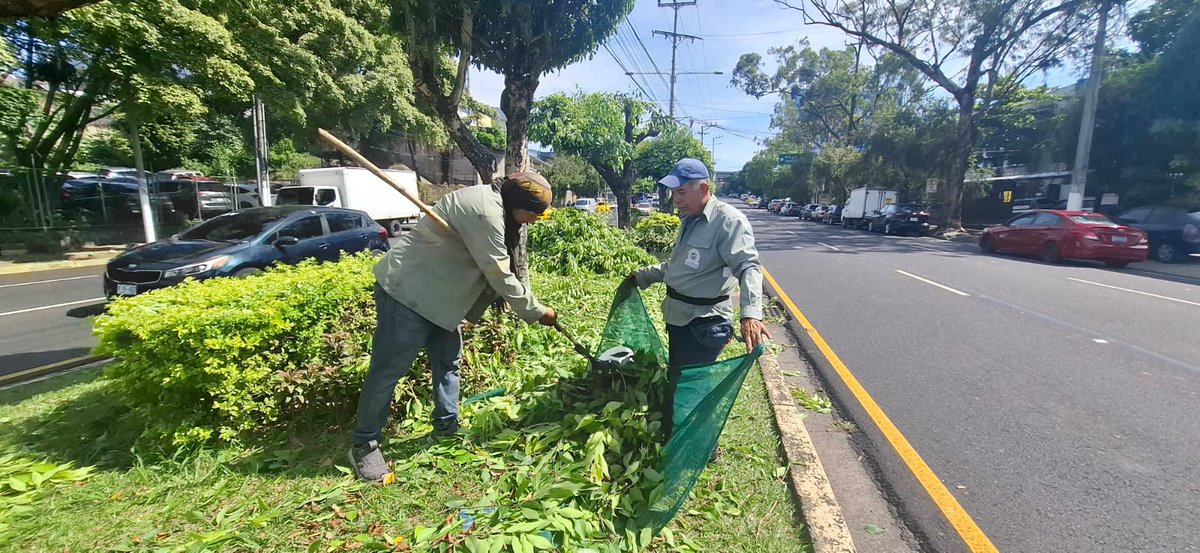 RedVerdeSv's tweet image. 🌳La Unidad de Parques, Plazas y Zonas Verdes continúa trabajando en el mantenimiento de jardineras en el bulevar Los Héroes, promoviendo un espacio verde más atractivo y sostenible para todos.💚 
#RedVerde