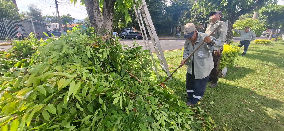 RedVerdeSv's tweet image. 🌳La Unidad de Parques, Plazas y Zonas Verdes continúa trabajando en el mantenimiento de jardineras en el bulevar Los Héroes, promoviendo un espacio verde más atractivo y sostenible para todos.💚 
#RedVerde