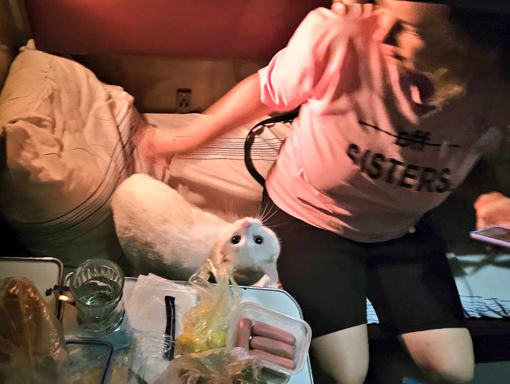 Така фоточка класна, як ми літом їхали в село. Лася як завжди 🙃 вміло позує