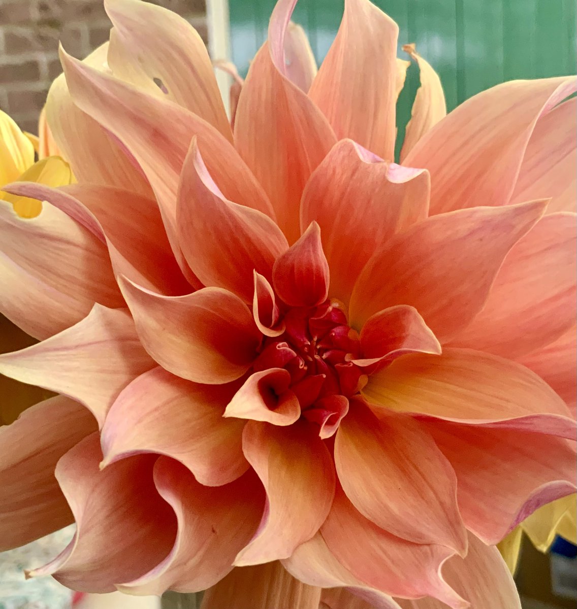 At last my Labyrinth has bloomed