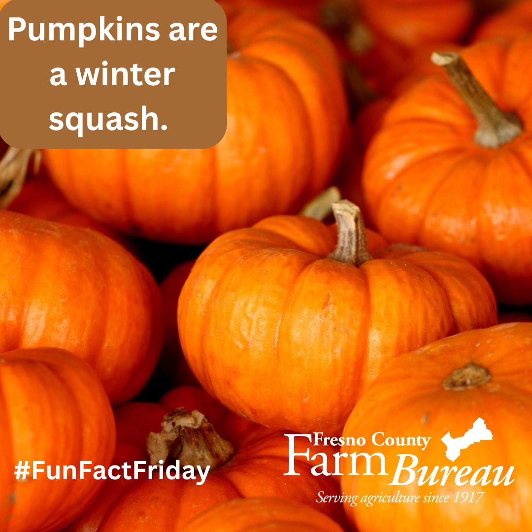 #California grows a lot of #pumpkins for the fresh market and #halloween season, ranking third in the nation for production!🎃🎃🎃
#FCFB #FunFactFriday #FarmFactFriday #CAGrown
