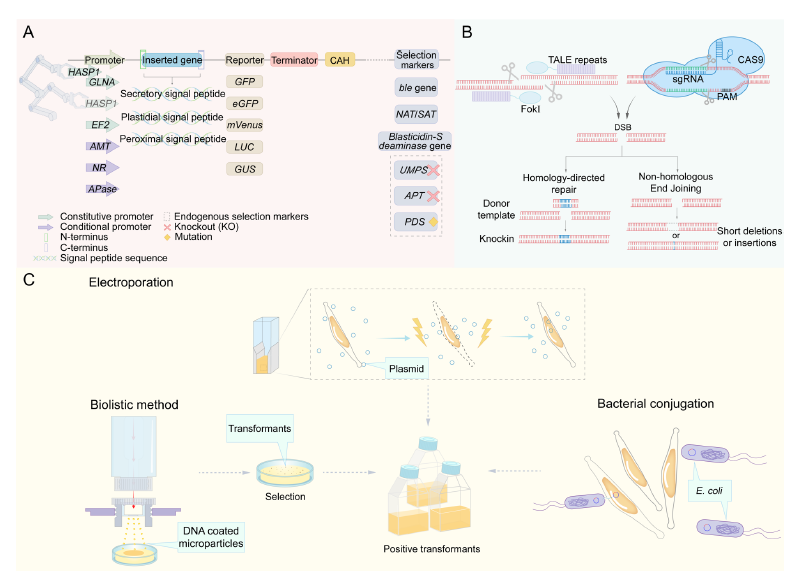 The marine diatom Phaeodactylum tricornutum as a versatile bioproduction chassis: Current progress, challenges and perspectives #review #PlantCommunications cell.com/plant-communic…