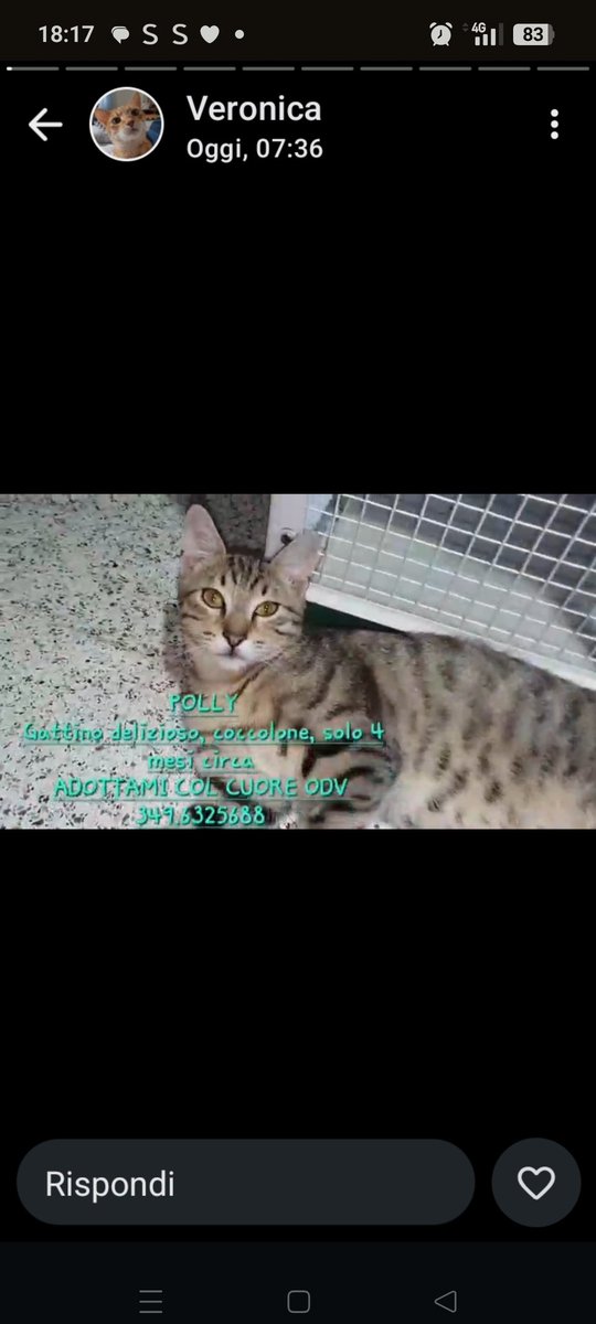 POLLY, GATTINO DELIZIOSO, COCCOLONE SOLO 4 MESI.❤️❤️❤️❤️🙏🙏🙏🙏🆘🆘🆘🆘🆘
ADOTTAMI COL CUORE ODV ♥️ 
349 632 5688
GRAZIE ♥️