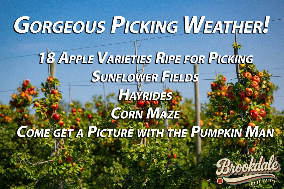 BrookdaleFarms's tweet photo. 🍎🌟 NEW VARIETIES! 🌟🍎
Apple season is in full swing at Brookdale! Now picking 18 varieties incl. 🍏 RubyMac &amp; Granny Smith! 🙌
🌻 Flowers • 🌽 Corn Maze • 🍩 Donuts • 🥧 Pies • 🍖 BBQ
⏰ PYO: Sat–Sun 8–5 | Wed–Fri 10–5
👉 https://t.co/tJcFM14uKI https://t.co/v3nSeGK135