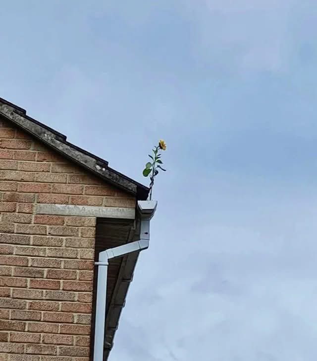 TheFlowerShow's tweet photo. Be like this sunflower, stand proud when clogging some else’s drains 🤭 https://t.co/FWXY6Gda2V