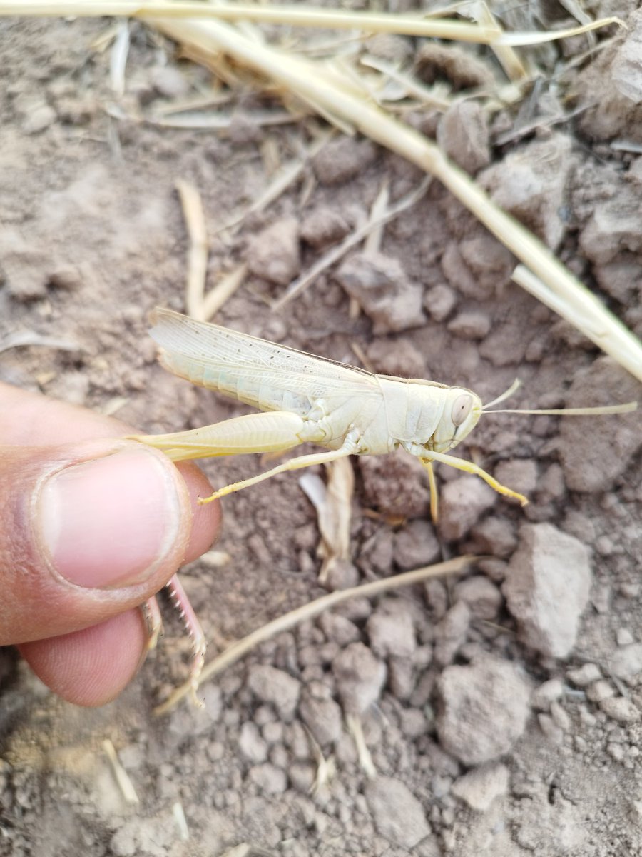 بیر سئری قاچارسان، ایکی سئری قاچارسان، اؤچؤنجی سئری الیمده‌سن!