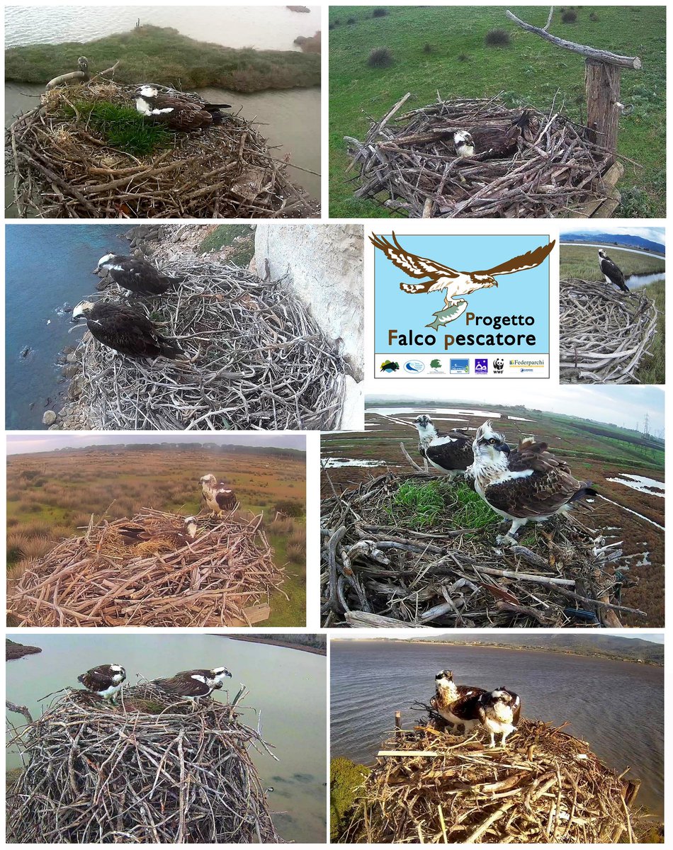 Falco pescatore, rapace che stava scomparendo dai nostri cieli, grazie al "Progetto Falco Pescatore" è tornato a riprodursi in Italia e quest'anno sono nati 14 giovani (7 in Maremma).
tuttomaremma.com
#Toscana #Maremma #falcopescatore #WWF #natura #progettofalcopescatore
