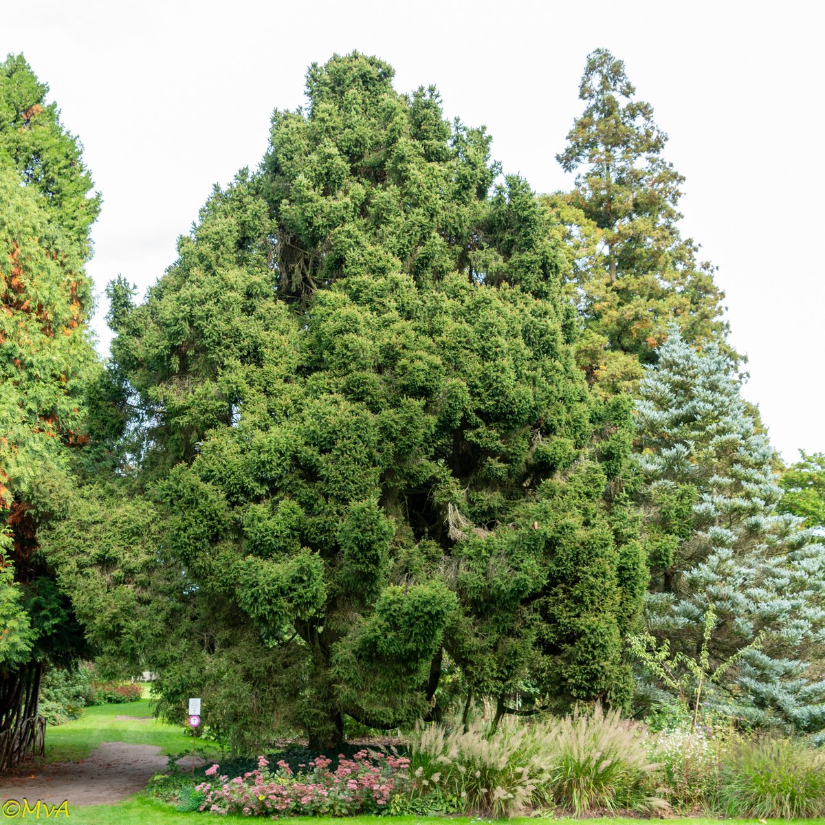 MaartenvanAtten's tweet image. Je koopt h&apos;m als dwerg-conifeertje van 20-30cm hoog. En uiteindelijk wordt het een boom van 12m. #Picea #Picea_abies_Ohlendorffii.  #Dwerg_fijnspar.