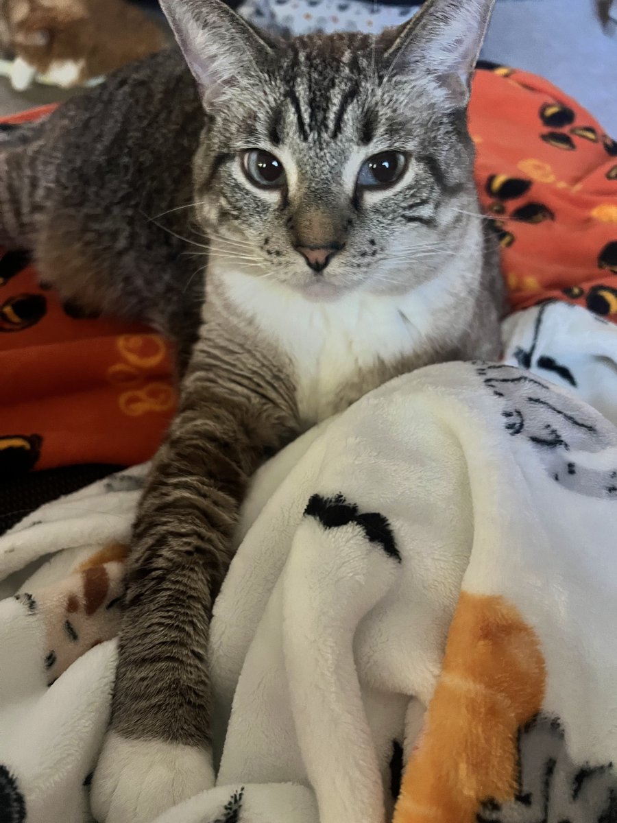 🐛🌷Dean🦋🪴 tweet media