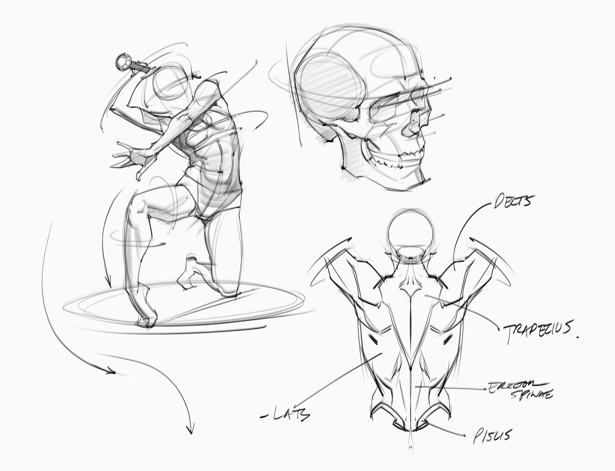 saqomolo's tweet image. Morning gesture drawing and some anatomy sketches! #skull #backmuscles #anatomy #humananatomy #gesturedrawing #figuredrawing #goals #lineart #doodles #sketches