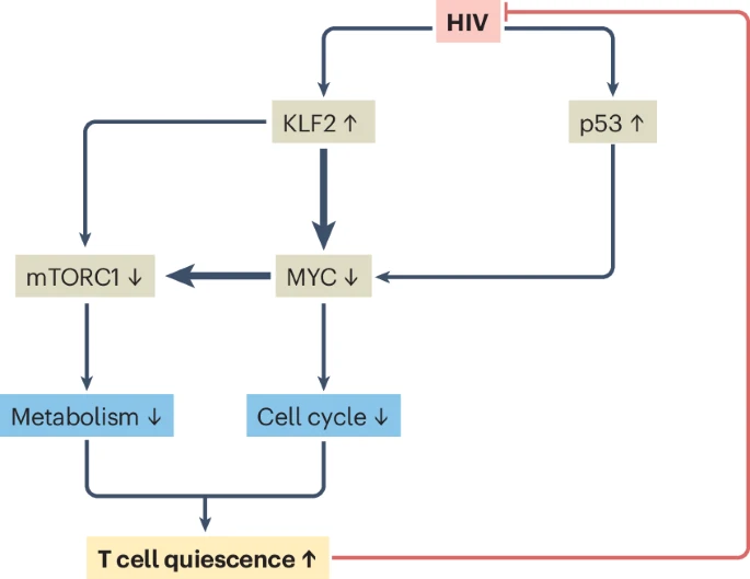 LabWaggoner's tweet photo. HIV infection of CD4 T cells drives KLF2 and p53 signaling, which downregulate MYC and proliferation pathways, resulting in proviral transcriptional silencing to enhance latent reservoir formation @NatureMicrobiol @SValadkhan @CWRUSOM @LeahPlasek 🇺🇸
https://t.co/DnEFQePmB3 https://t.co/6RkQ4oG3vo