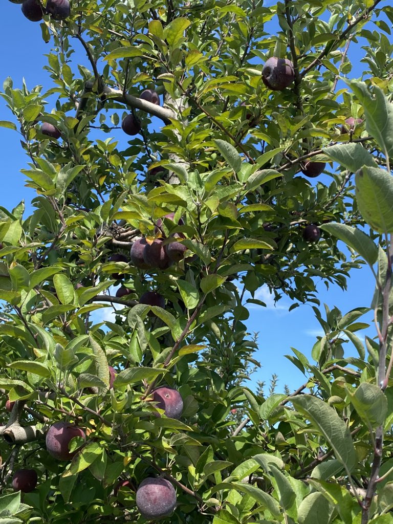 MerkyTFT's tweet image. Could be missing my 4-2 roll down right now