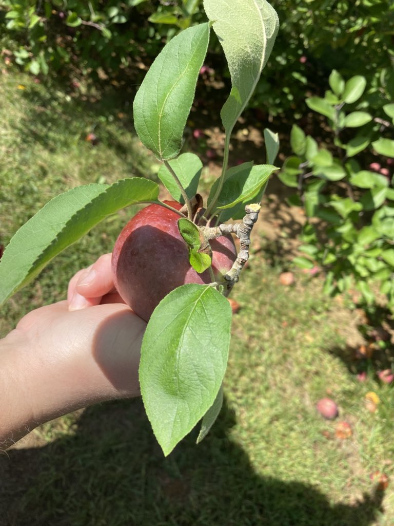 MerkyTFT's tweet image. Could be missing my 4-2 roll down right now