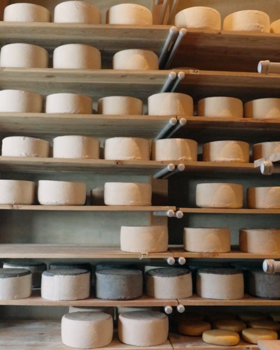 cabountiful's tweet photo. New #CBTV Episode Alert!🧀
 
From creamy buffalo mozzarella in Sonoma to British-style cheddar in Sebastopol, plus goat and sheep cheeses in Marin and Cambria, we’re seeing (and savoring) it all.😋

Tune in this weekend for a taste of California’s finest dairy creations!!📺 https://t.co/65YKmowh7V