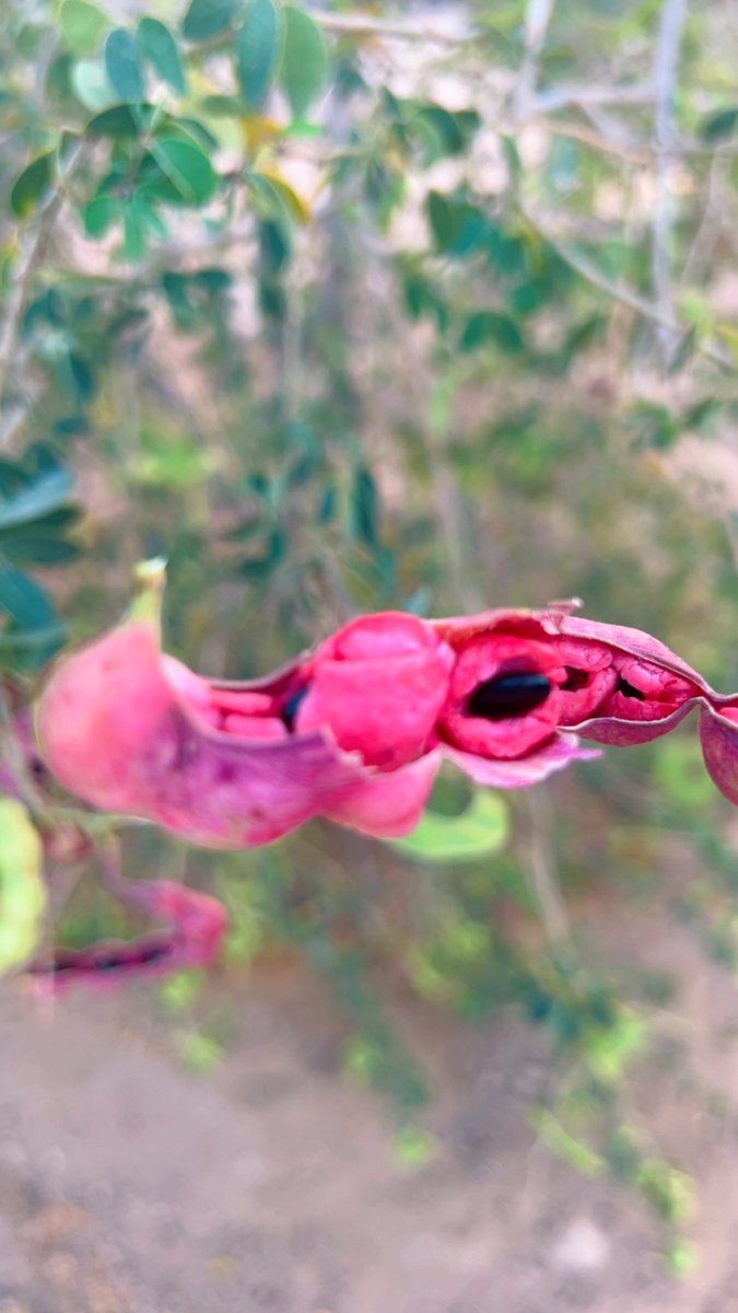 لا اخفيكم سرًا اني بحثت عن نفسي وجربت واستكشفت وفي الأخير ويعد سنوات طويلة 
وجدت نفسي ازرع وابني عالمي وكياني الخاص
فأحببت الفكرة وتعلقت بها فأصبحت ازرع 
بنفسي واسقي بنفسي وتطورت الفكرة فقمت 
ببناء حضائر لأغنام وبعض الحيوانات ورأيت
كيف أصبحت هذه الأرض القاحلة جنة خضراء