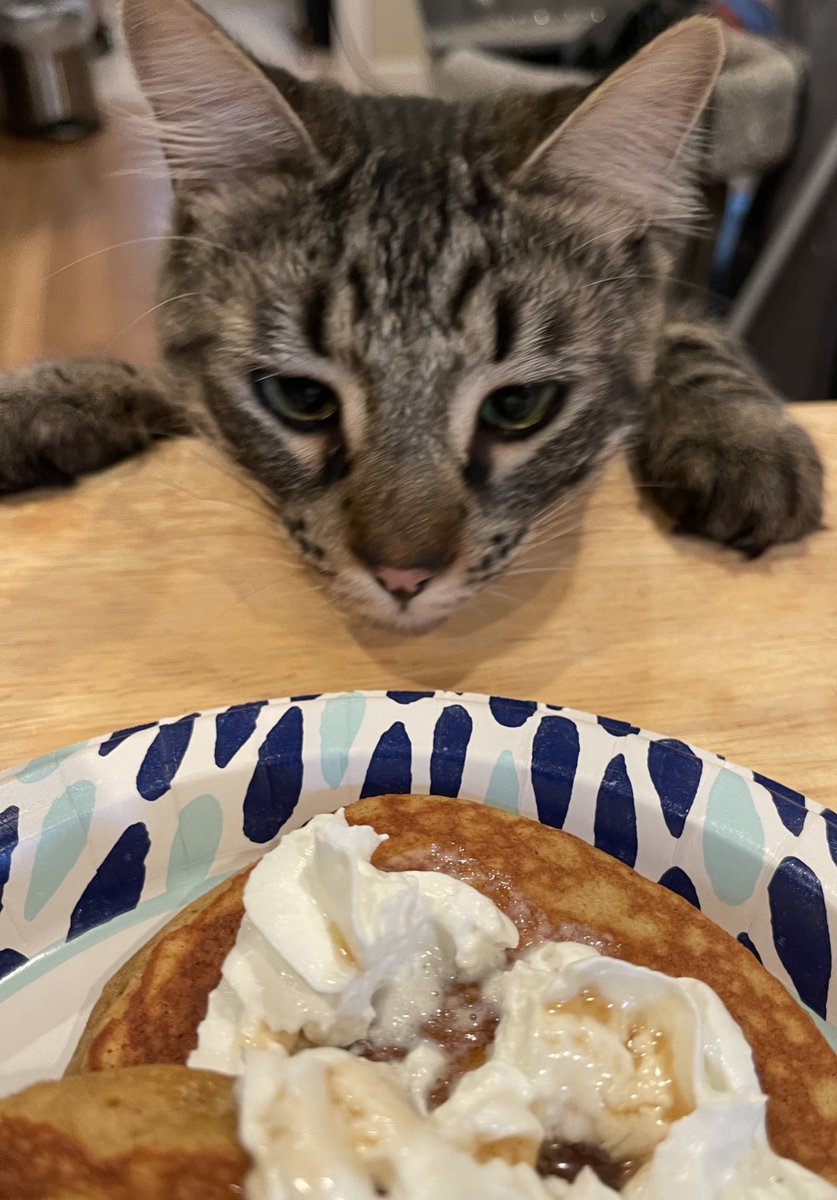 Andrea56822453's tweet image. #PostAFavPic4VioletSep25 
Day 26: pancakes 
It’s been 3 years since Basil’s pancake obsession began. 🥞 No plate has been safe since. #NationalPancakeDay 

#PancakeThief #CatsOfTwitter #CatsOfX #caturdayEve #Friyay