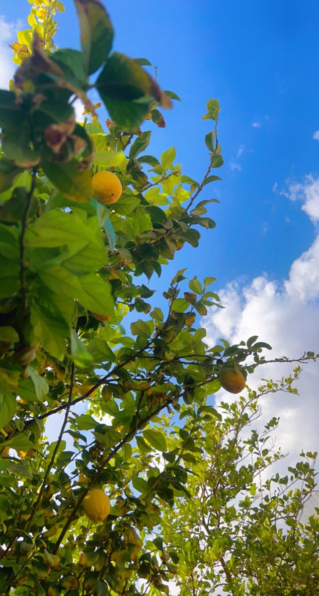 واجهت صعوبات وتحديات منها ملوحة الماء القوية وملوحة التربة واوجدت حلولًا ومعالجات ومازادتي الا اصرار وعزيمة