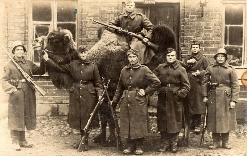 DarRamesnis's tweet image. Lithuanian soldiers with a camel taken from the Bolsheviks. 1919, Kaunas.