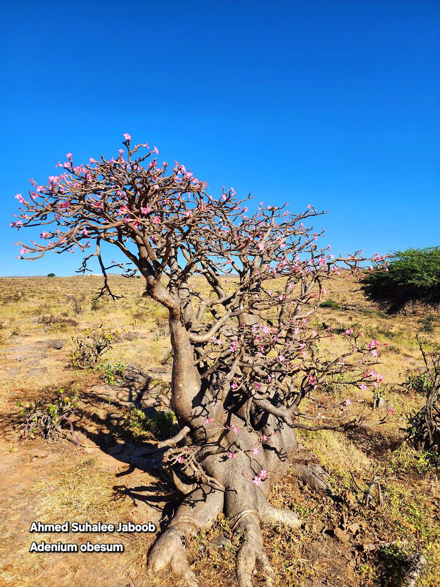 Adenium obesum (Forssk.) Roem. &amp; Schult.
الفصيلة (العائلة):
الدَّفلية – Apocynaceae
اسم الشهرة :وردة الصحراء
الاسم المحلي: أسفيد
الاسم الشائع: العدنة
الوصف العلمي:
نبات عصاري (Succulent) شجيري إلى شبه شجرة، غالبًا يكوّن جذرًا سمينًا (caudex) تحت التربة لتخزين الماء. يتميز بأنه