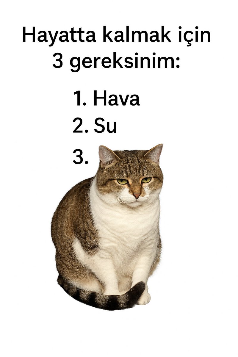 Kedilikler (@kedilikler) on Twitter photo 