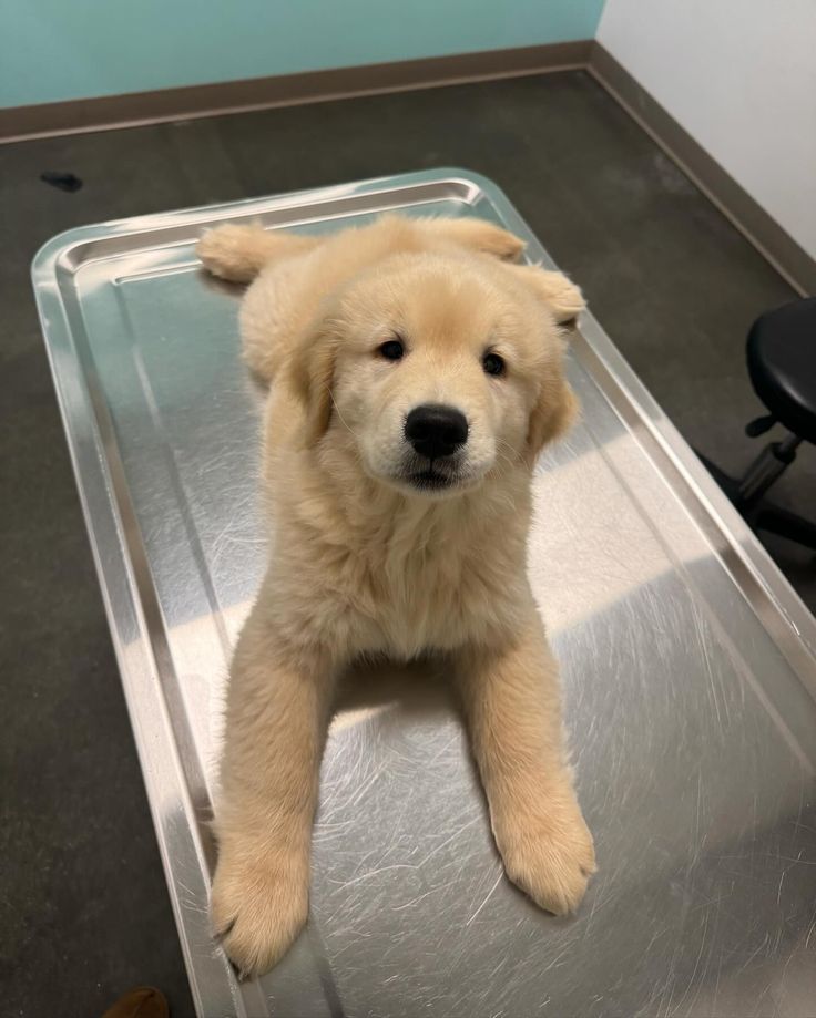 petpuppies👿😺 tweet media