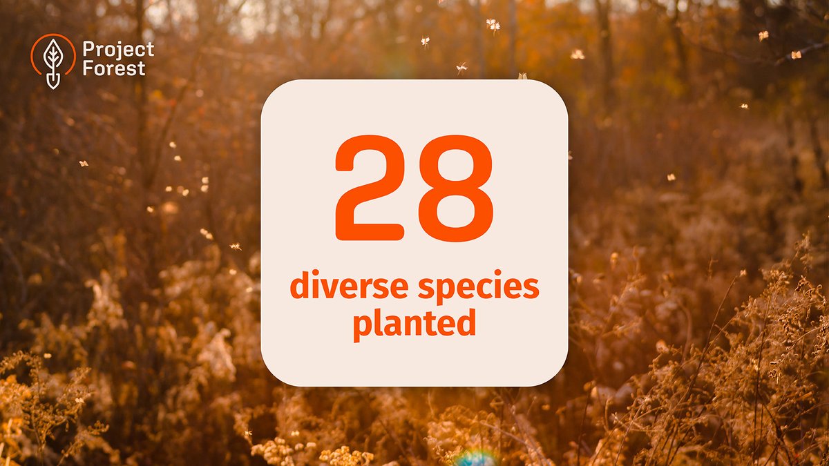 ProjectForest_'s tweet image. 28 native species planted in 2024.
More pollinators fed.
More wildlife sheltered.
More forests built to survive storms, pests, and drought.

See species highlights and site-by-site results in the 2024 Annual Report: projectforest.ca/annual-reports #NationalForestWeek