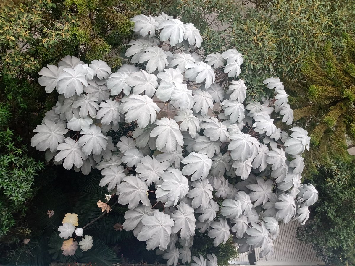 fruizo's tweet image. Un lindo yarumo plateado.