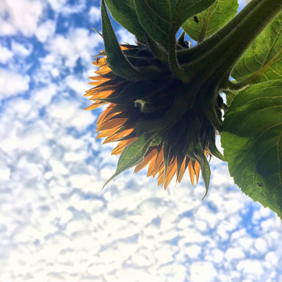 September sunflower🌻 #FlowersOnFriday #FlowersOnX