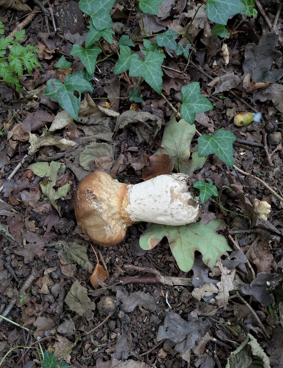TimPashley's tweet image. Love a little forage in the Hampshire countryside. 

Don't fret, the fungi stayed where they were.