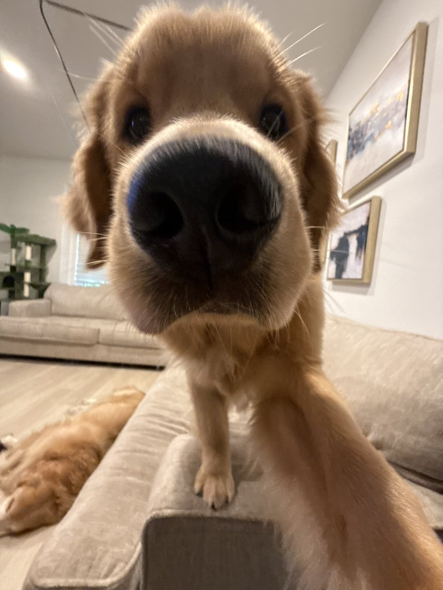 Enjoy getting booped by my dog