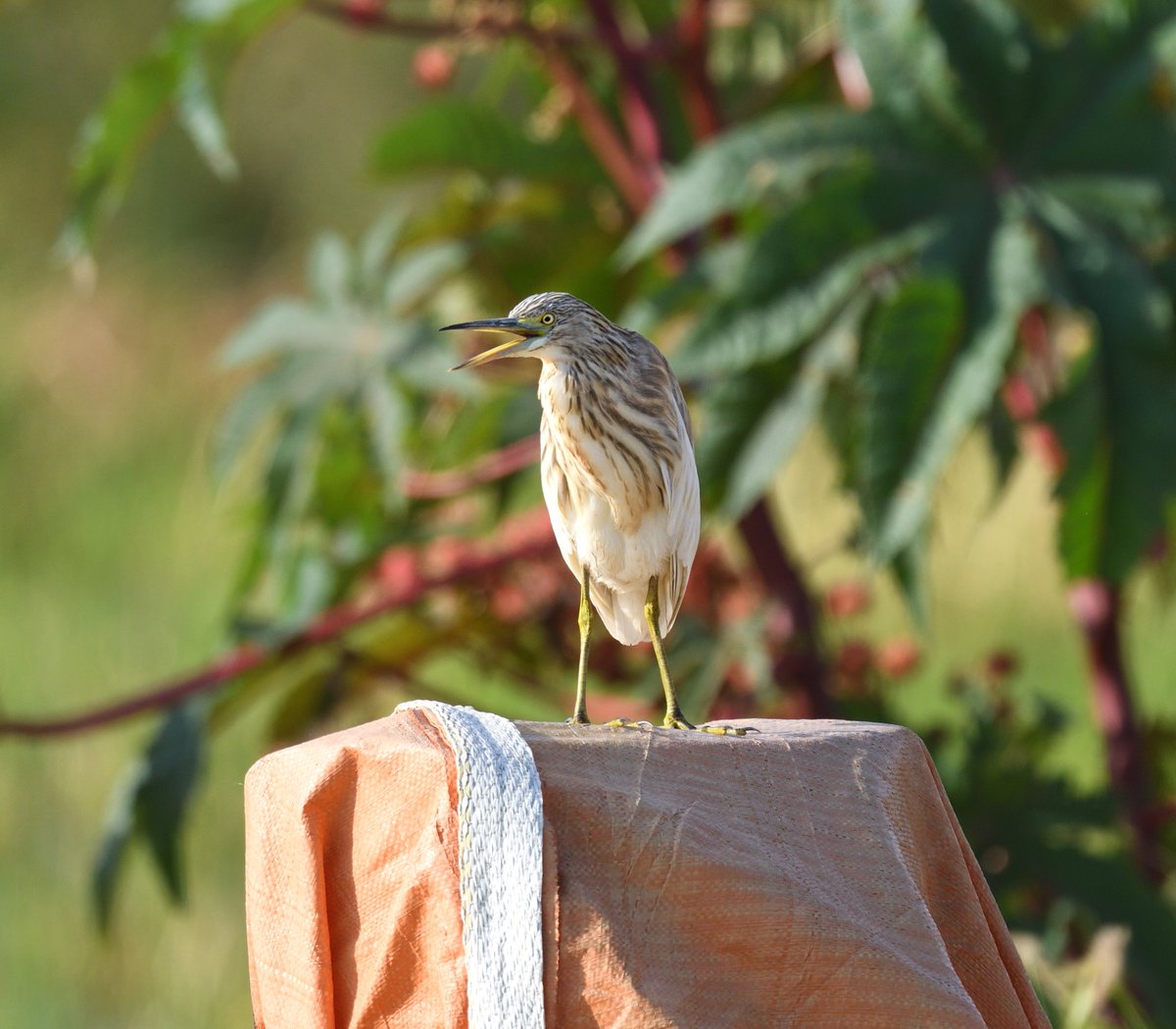 It's MY builder's bag! #SquaccoHeron #EbroDelta #Spain