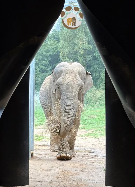 Sometimes Gandhi prefers to take her 'hay-snack' inside! <a href="/FBB_Officiel/">Fondation Brigitte Bardot</a> <a href="/iamCelineTran/">Celine-Tran</a>