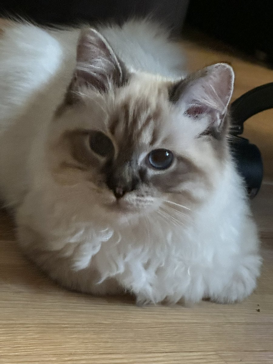 Simon Lindström (Mini Couch Guy) tweet media