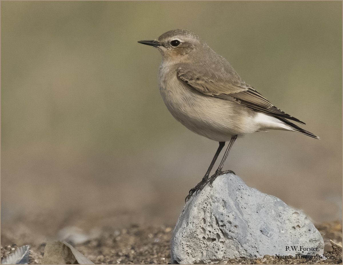 Wheatear from North gare North Tees  , very active recently 
<a href="/teesbirds1/">teesbirds</a>

<a href="/clevelandbirds/">cleveland birds</a>

<a href="/DurhamBirdClub/">Durham Bird Club</a>

<a href="/TeesmouthNNR/">TeesmouthNNR</a>

<a href="/YWT_North/">Yorkshire Wildlife Trust - North Yorkshire</a>

<a href="/YorksWildlife/">Yorkshire Wildlife Trust - follow us on Bluesky 🦋</a>

<a href="/NTBirdClub/">Northumberland & Tyneside Bird Club</a>

<a href="/wildlifemag01/">WildLife Magazine</a>

<a href="/YorkBirding/">York Birding</a> 

#Nikon #Birdphotography