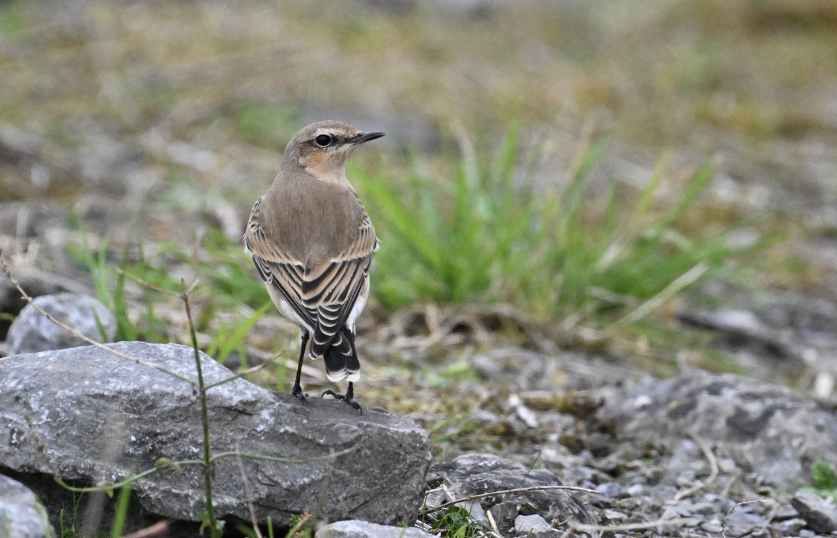 Bri Thompson (@bri66thomp) on Twitter photo 4 of 6 Ring Ouzels seen on Black Down this afternoon. And a Wheatear along Nunnery, CVl
<a href="/bristolbirding/">BristolBirding</a> 4 of 6 Ring Ouzels seen on Black Down this afternoon. And a Wheatear along Nunnery, CVl
<a href="/bristolbirding/">BristolBirding</a>