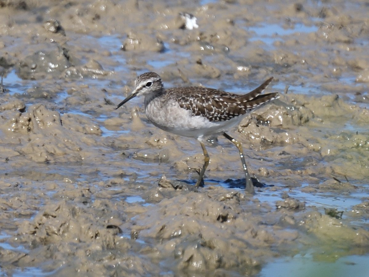 one of ten #WoodSandpipers in a rice field after harvest #EbroDelta #Spain
