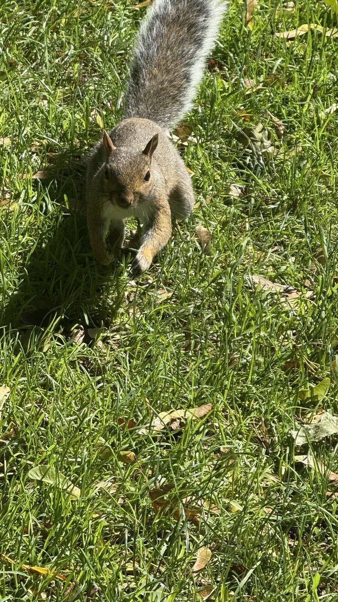 wapple15's tweet photo. #GooseReport as it’s #FeatherFriday in #Boston and look out for the attack squirrel! 😆 #SquirrelReport https://t.co/UZlkgkFIdL